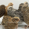 German Sparkly Collection - Adult Quail