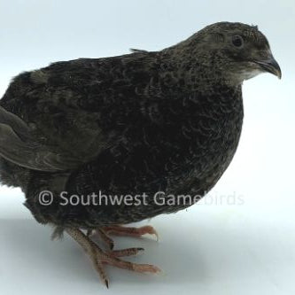 Black – Adult Quail