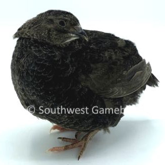 Black – Adult Quail