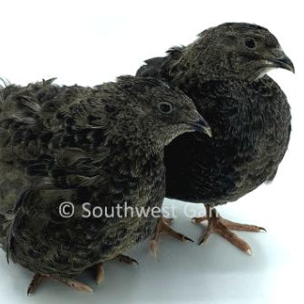 Black – Adult Quail
