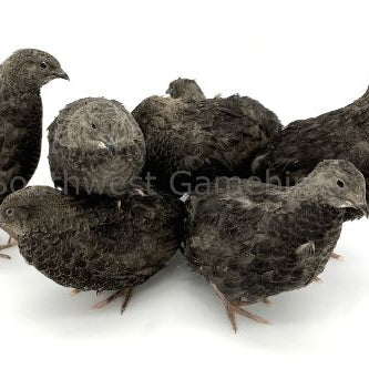 Black – Adult Quail