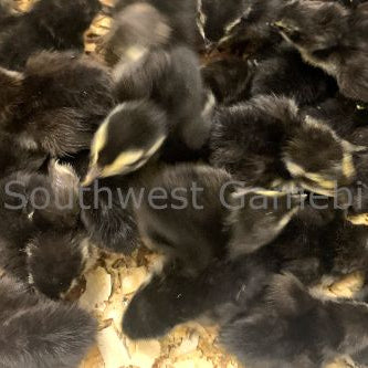 Black – Adult Quail