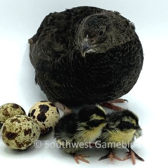 Black – Adult Quail