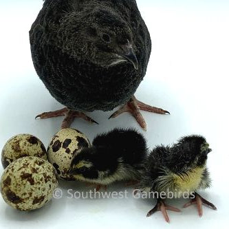 Black – Adult Quail