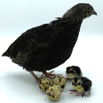 Black – Adult Quail