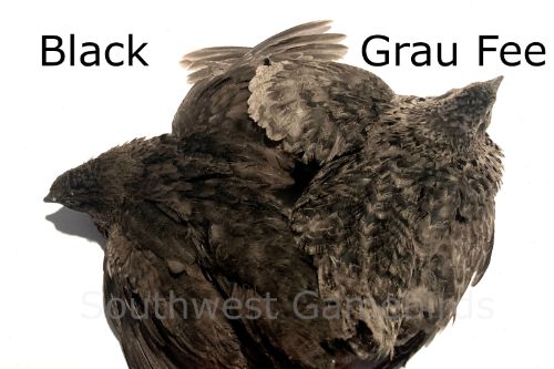 Black – Adult Quail