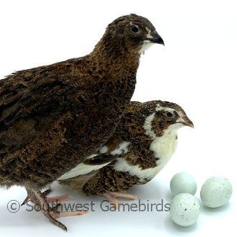 Celadon Layer (Blue Egger) – Adult Quail