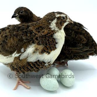 Celadon Layer (Blue Egger) – Adult Quail