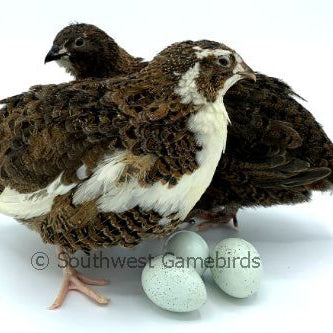 Celadon Layer (Blue Egger) – Adult Quail