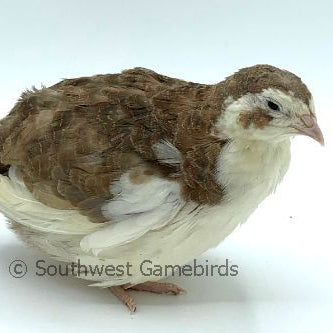 Hatchery's Choice – Adult Quail