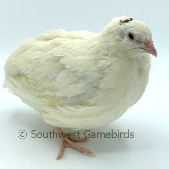 Celadon Layer (Blue Egger) – Adult Quail