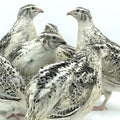 Calico Fee – Adult Quail