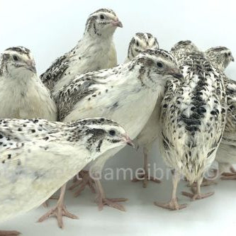 Calico Fee – Adult Quail