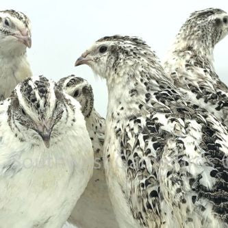 Calico Fee – Adult Quail