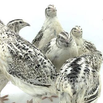 Calico Fee – Adult Quail