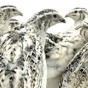 Calico Fee – Adult Quail