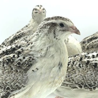 Calico Fee – Adult Quail