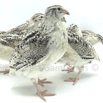 Calico Fee – Adult Quail