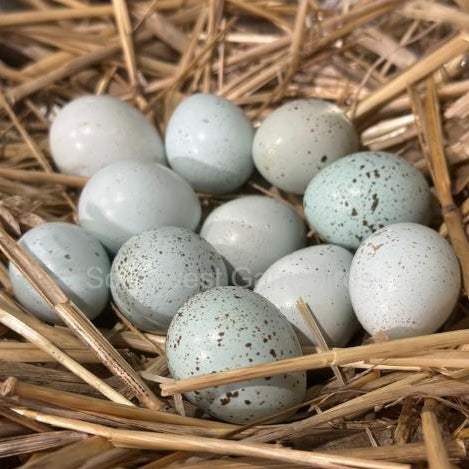 Jumbo Celadon – Adult Quail