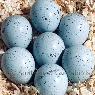 Celadon Layer (Blue Egger) – Adult Quail