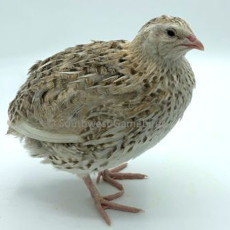 Cinnamon – Adult Quail
