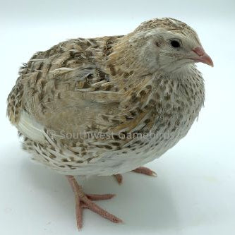 Cinnamon – Adult Quail