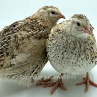 Cinnamon – Adult Quail