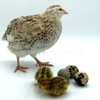 Cinnamon – Adult Quail