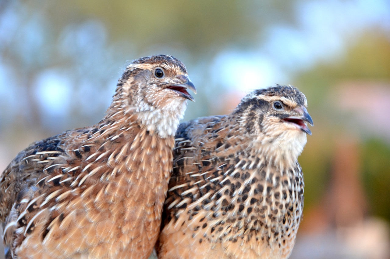 Plumage Genetics – Southwest Gamebirds