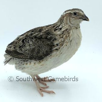 Hatchery's Choice – Adult Quail