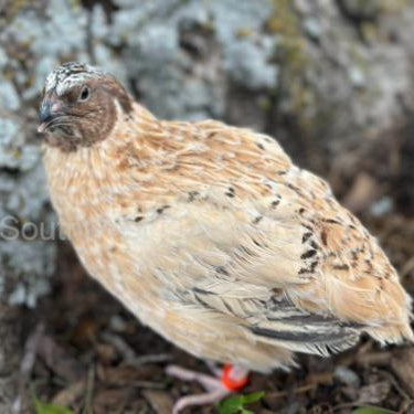 Jumbo Golden Manchurian – Adult Quail