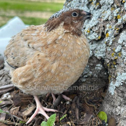 Jumbo Golden Manchurian – Adult Quail