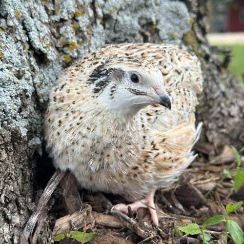 Jumbo Golden Manchurian – Adult Quail