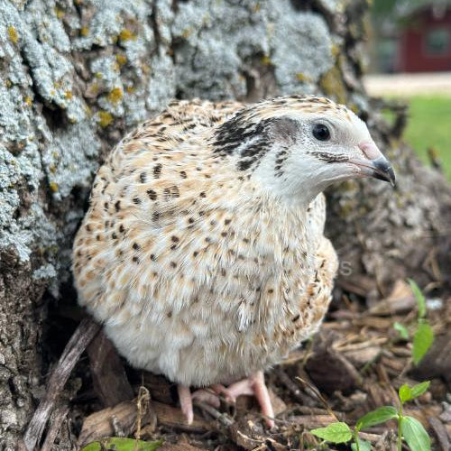 Jumbo Golden Manchurian – Adult Quail