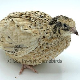 Jumbo Golden Manchurian – Adult Quail