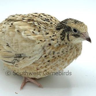 Hatchery's Choice – Adult Quail