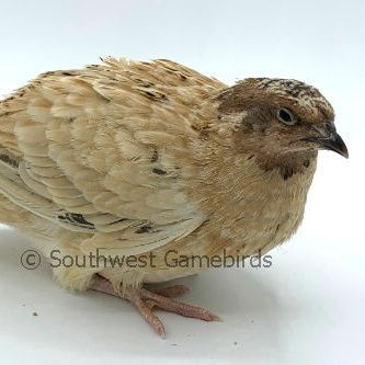 Jumbo Golden Manchurian – Adult Quail