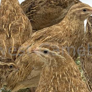 Jumbo Ginger – Adult Quail