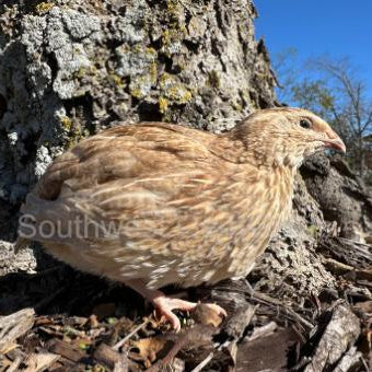 Jumbo Ginger – Adult Quail