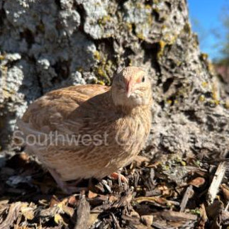 Jumbo Ginger – Adult Quail