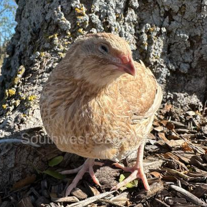 Jumbo Ginger – Adult Quail