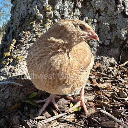 Jumbo Ginger – Adult Quail