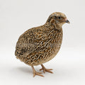 Jumbo Italian Sparkly - Adult Quail