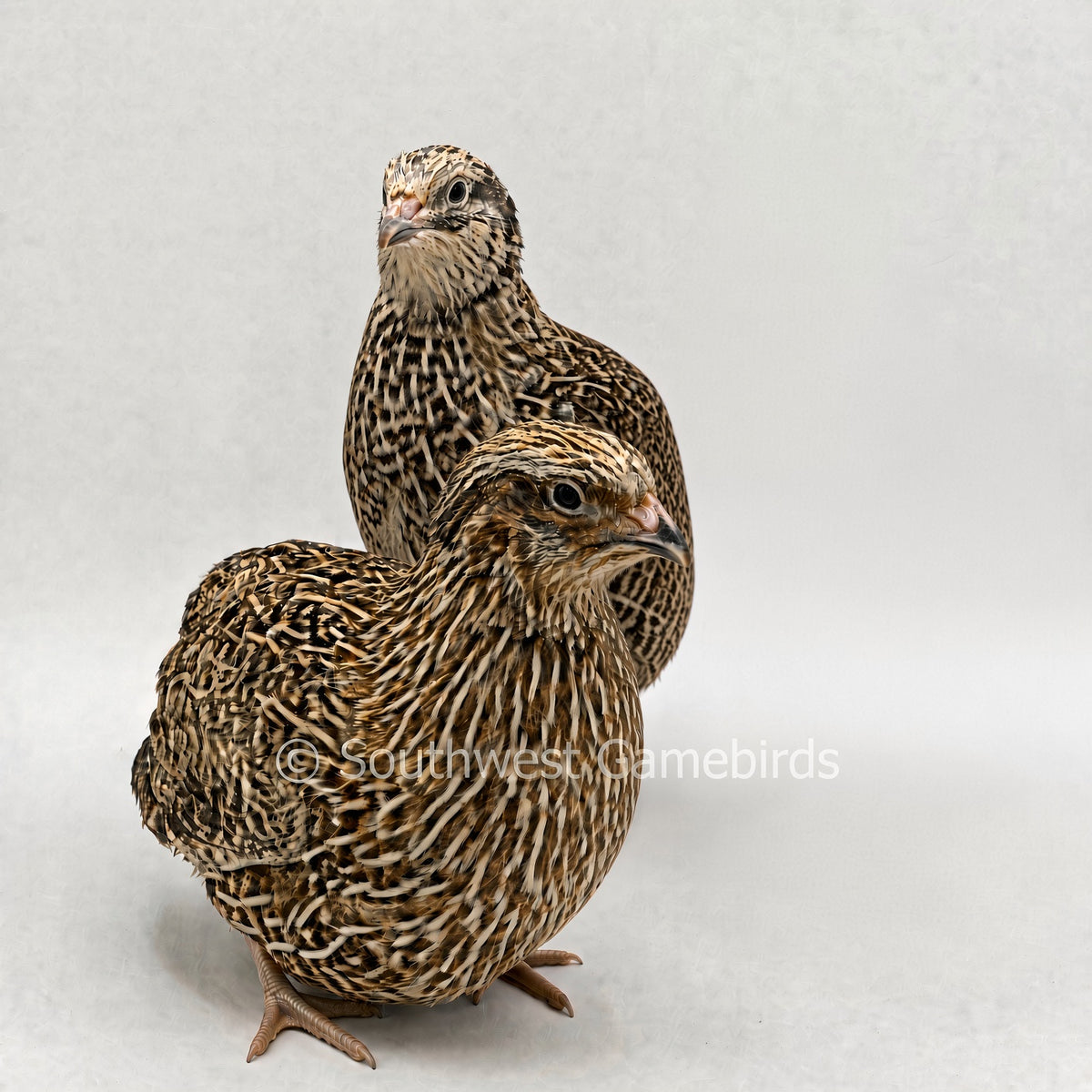Jumbo Italian Sparkly - Adult Quail