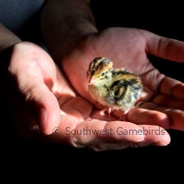 JMF Jumbo Brown – Adult Quail