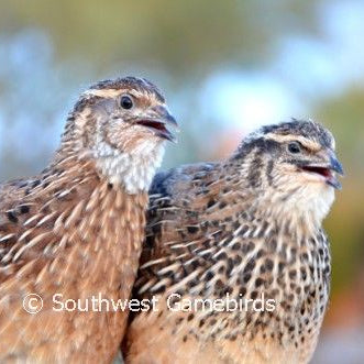 JMF Jumbo Brown – Adult Quail