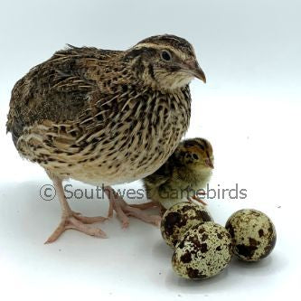 JMF Jumbo Brown – Adult Quail