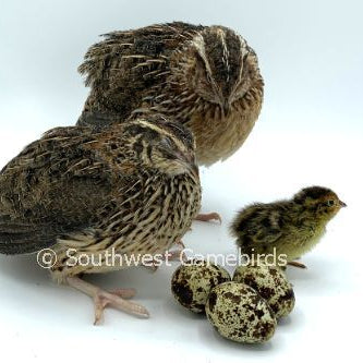 JMF Jumbo Brown – Adult Quail