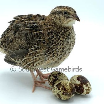 JMF Jumbo Brown – Adult Quail