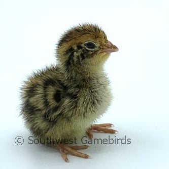 JMF Jumbo Brown – Adult Quail